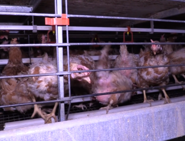 Is het shockeffect van undercoverbeelden uitgewerkt?