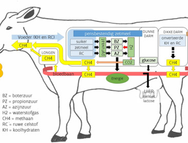 Zuivelsector kiest vlucht vooruit inzake duurzaamheid
