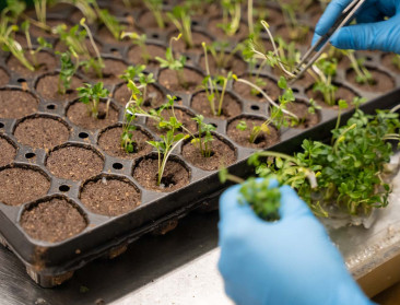 Vlaamse couveuseplantjes vinden hun weg over de hele wereld