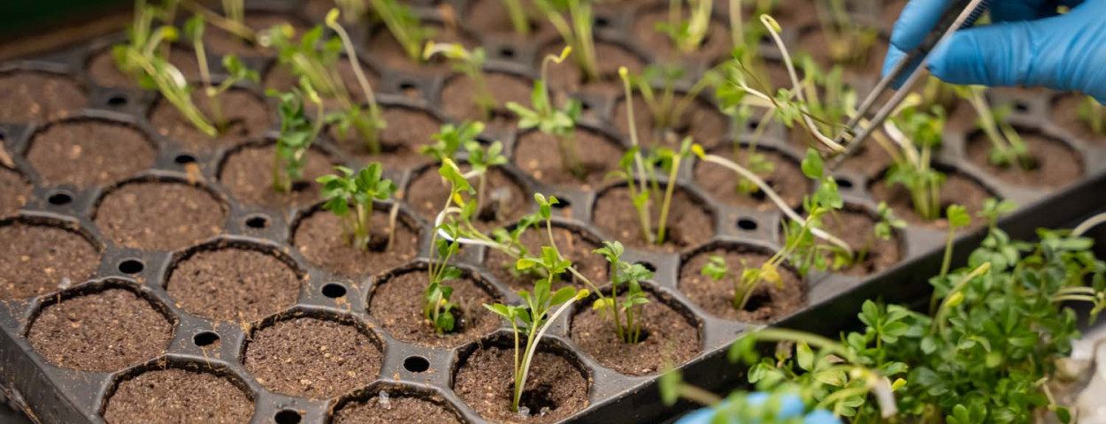 verspenen van plantjes