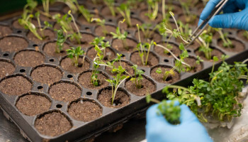 Vlaamse couveuseplantjes vinden hun weg over de hele wereld