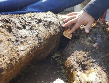 Tientallen runderen gered uit versperd veetransport