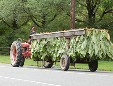 Kinderarbeid op ongezonde tabaksplantages in VS