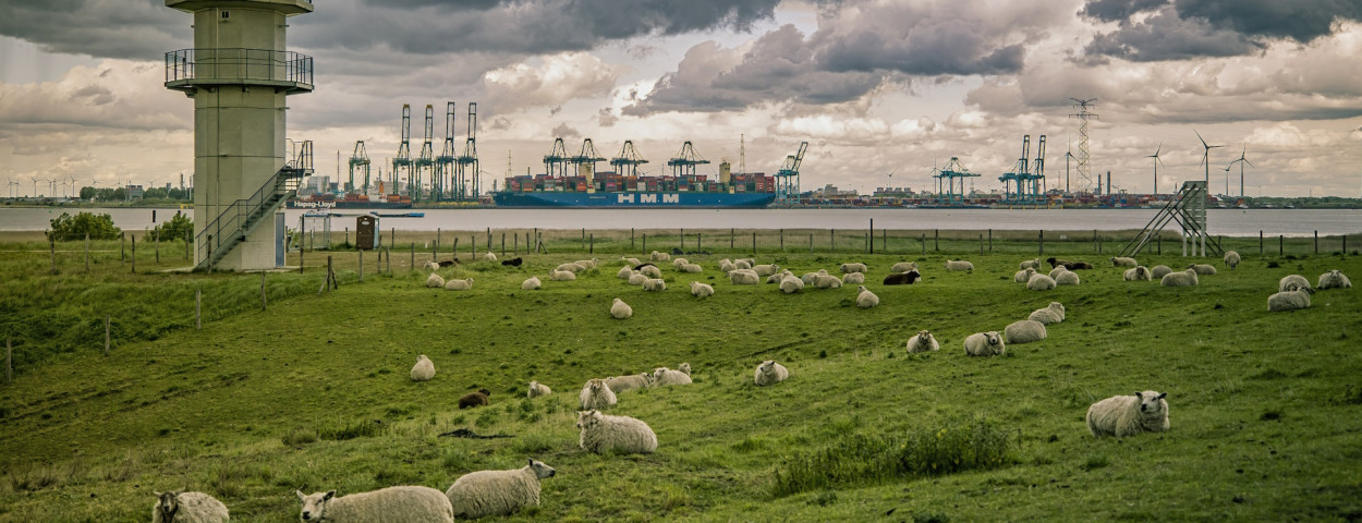 Radartoren-schapen-Sven-Dullaert-web