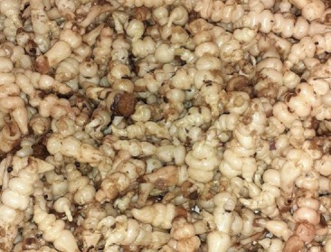 Veroveren paksoi en crosne het hart van Vlaamse telers?