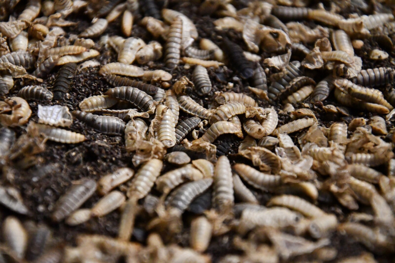 Zwarte soldatenvlieg inagro frass