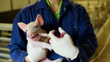 Minder Nederlanders naar opleiding diergeneeskunde waar interesse in landbouwdieren lauw is