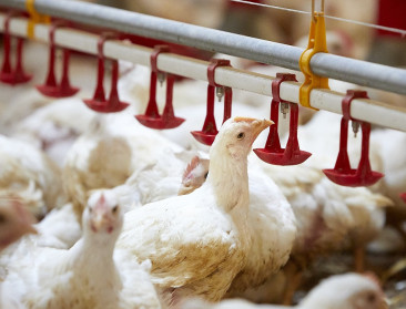 Wereldwijde vleesconsumptie stijgt fors tegen 2034, met shift van rood naar wit vlees