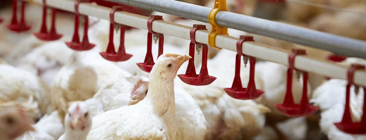 nestborncolruytwelzijnskipdierenwelzijnpluimvee-2-1250