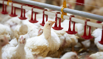 Wereldwijde vleesconsumptie stijgt fors tegen 2034, met shift van rood naar wit vlees