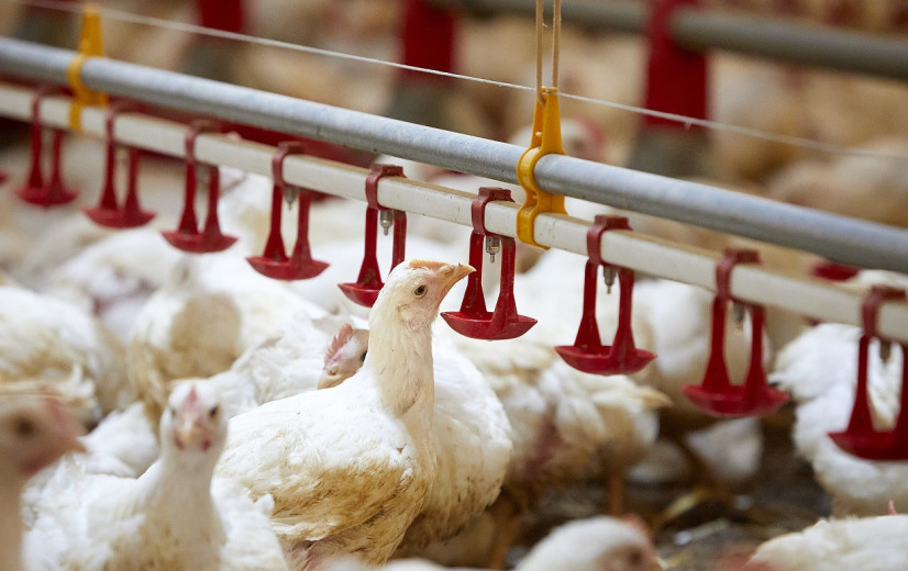 Beperkende milieuwetgeving en dierziekten houden rendabiliteit veehouderij uitzonderlijk hoog