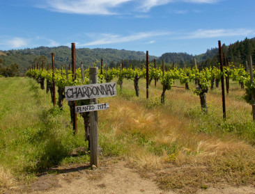 EU-parlement keurt plan goed om crisis in wijnsector aan te pakken