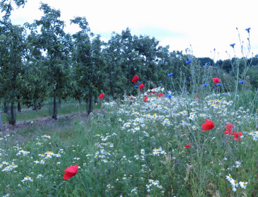 Limburgse landbouwers zaaien meeste bloemenstroken