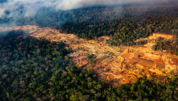 Colombiaanse koffie en palmolie onder druk door nieuwe EU-regels tegen ontbossing