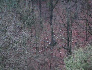Duurzaam beheer van Vlaamse bossen vanuit de lucht