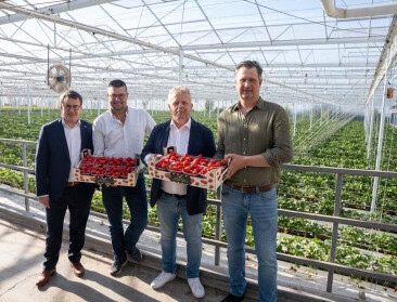 Veiling REO wil sterk groeiende aardbeienteelt beter in de verf zetten