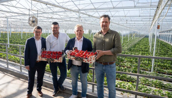 Veiling REO wil sterk groeiende aardbeienteelt beter in de verf zetten