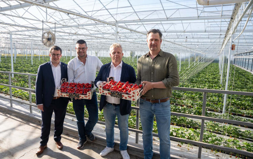 Veiling REO wil sterk groeiende aardbeienteelt beter in de verf zetten