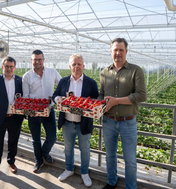 Veiling REO wil sterk groeiende aardbeienteelt beter in de verf zetten