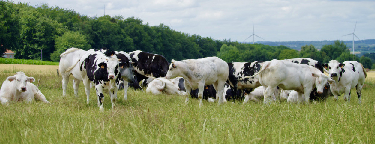 Van Craenem_koeien in de weide Brabantse Wouden