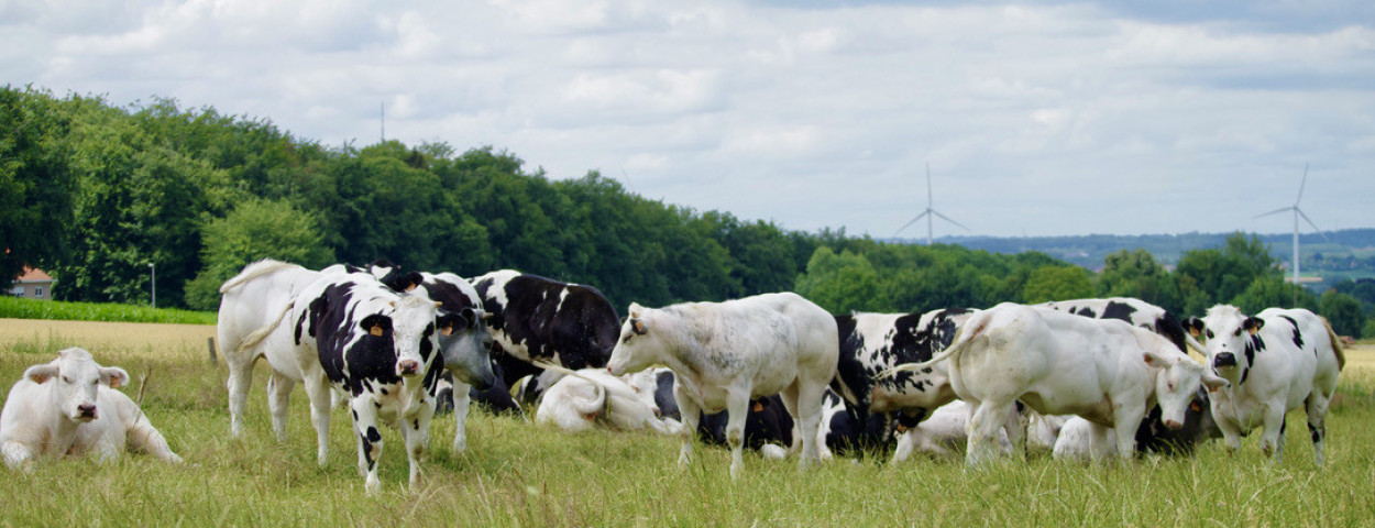 Van Craenem_koeien in de weide Brabantse Wouden