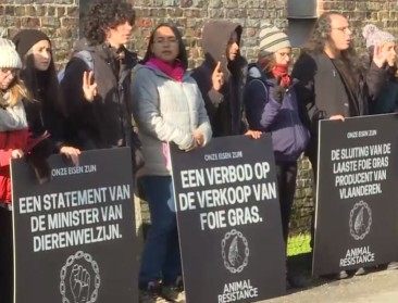 Discussie over reden eendensterfte na foiegras-actie