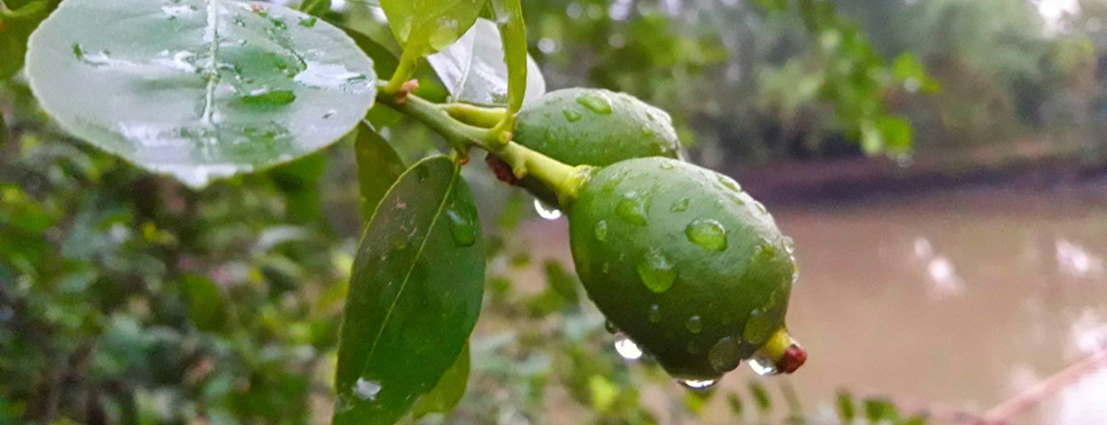 regen citrus _unsplash