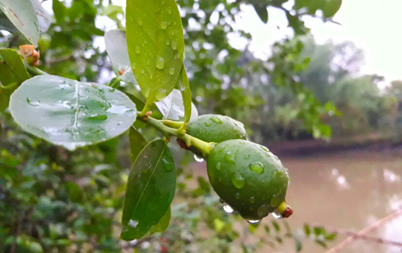 Landbouw in Zuid-Spanje lijdt miljardenverlies na stormen
