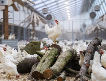 Nog geen klimaatneutrale Kipster-eieren op Belgische bodem: “Vergunnen is moeilijk”