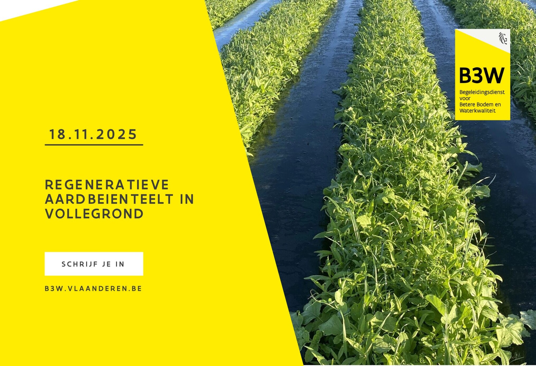 Thematisch uitwisselingsmoment: regeneratieve aardbeienteelt in vollegrond