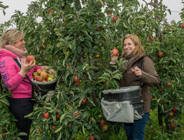 Limburg en Sint-Truiden etaleren geloof in fruitteelt