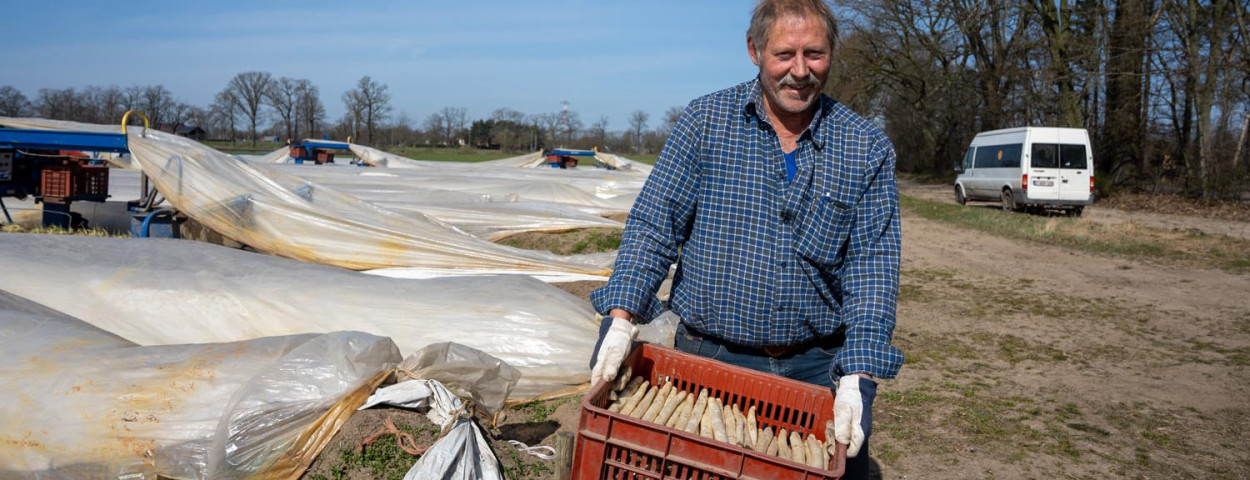 Sooi Bries met eerste asperges in Peer