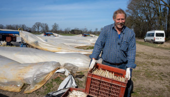 Laat Pasen: “Ideale timing voor start aspergeseizoen”