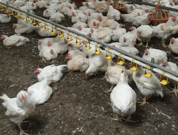 Vanaf 2026 enkel nog vlees van traag groeiende kippen bij Colruyt, OKay en Delhaize