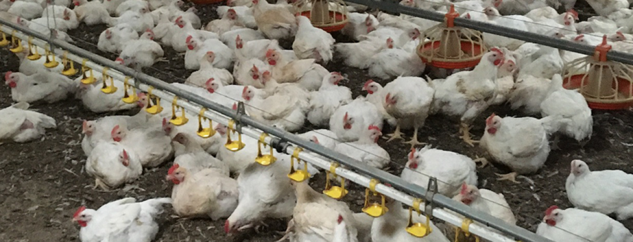 kip Better Chicken Commitment_Colruyt