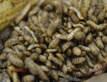 Hogeschool VIVES bestudeert insecten en reststromen