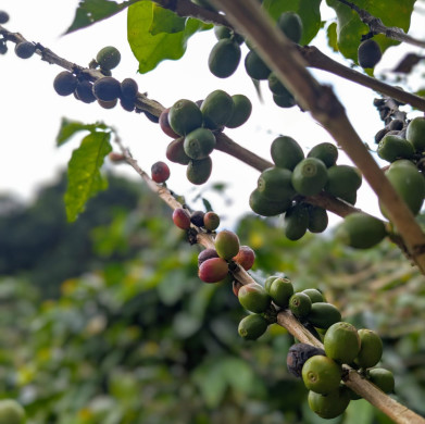 thailand koffieplant 1