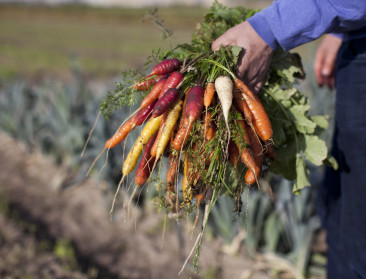 Kan Europese Landbouwbeschermingswet soelaas brengen voor voedselzekerheid?