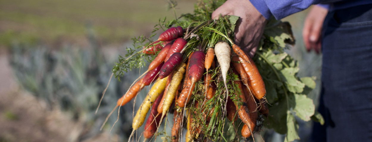 wortelen gezonde voeding sfeerbeeld_Rawijs-(c)Astrid Agemans voor BioForum