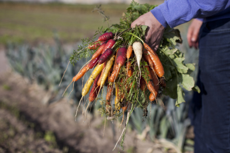wortelen gezonde voeding sfeerbeeld_Rawijs-(c)Astrid Agemans voor BioForum
