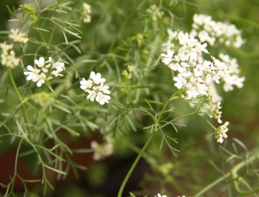 Binnenkort voedingsverpakking op basis van koriander?