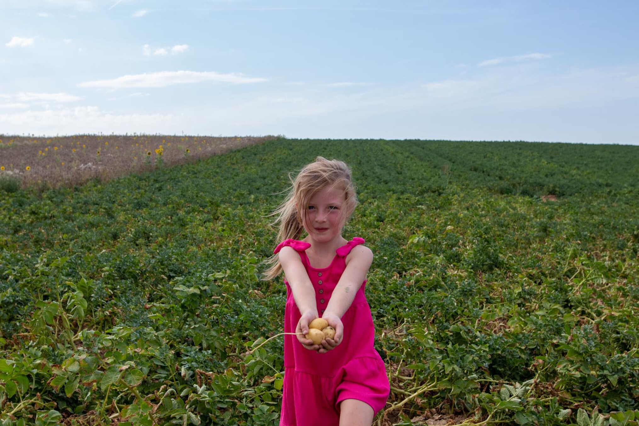 Groei aardappelen blijft achter door droogte