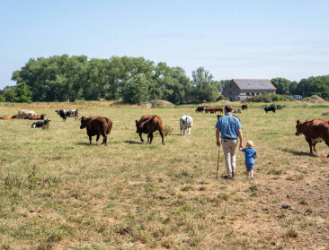 IBR-insleep bracht voortbestaan van het West-Vlaamse rode ras in gevaar
