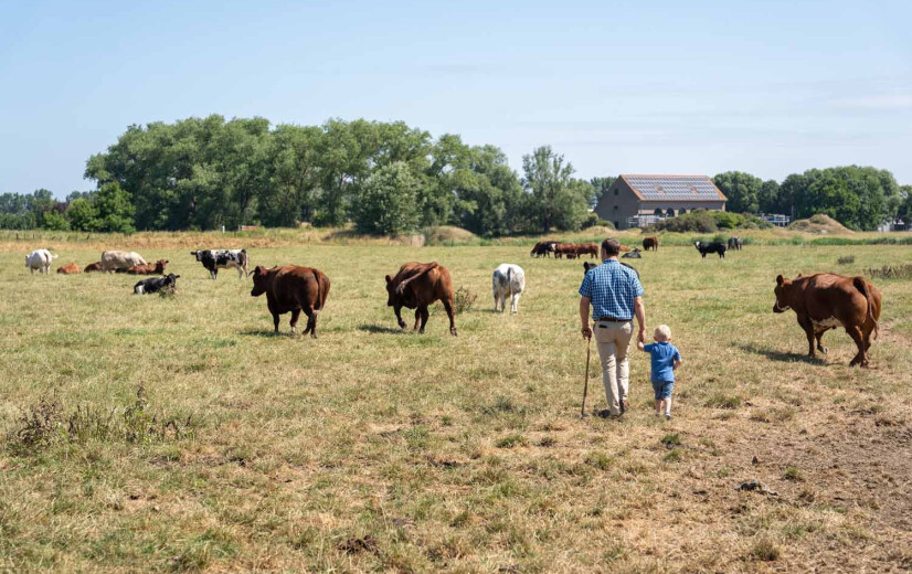 IBR-insleep bracht voortbestaan van het West-Vlaamse rode ras in gevaar