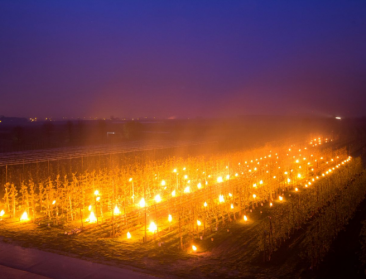 Fruittelers overwegen opties tegen vorstschade met vuur, kanonnen en beregening