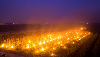 Fruittelers overwegen opties tegen vorstschade met vuur, kanonnen en beregening