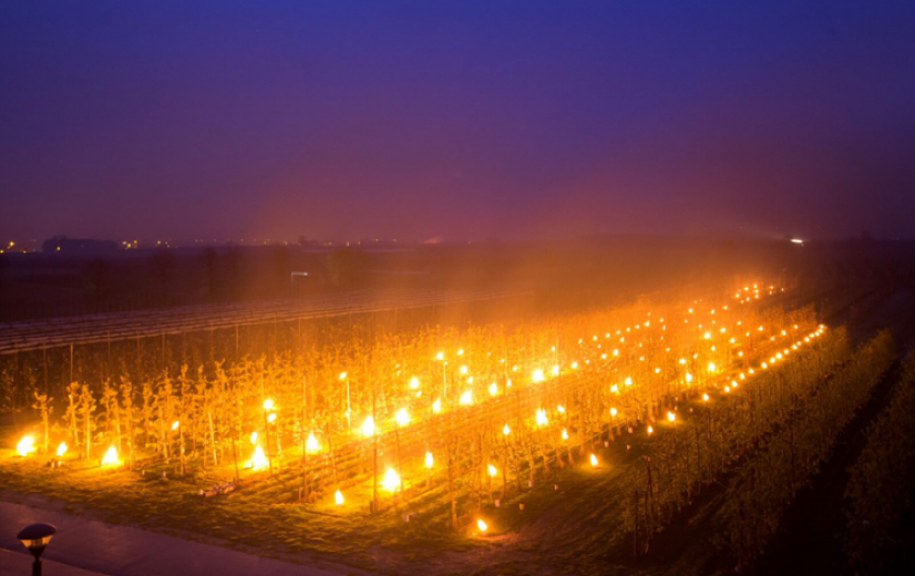 Fruittelers overwegen opties tegen vorstschade met vuur, kanonnen en beregening
