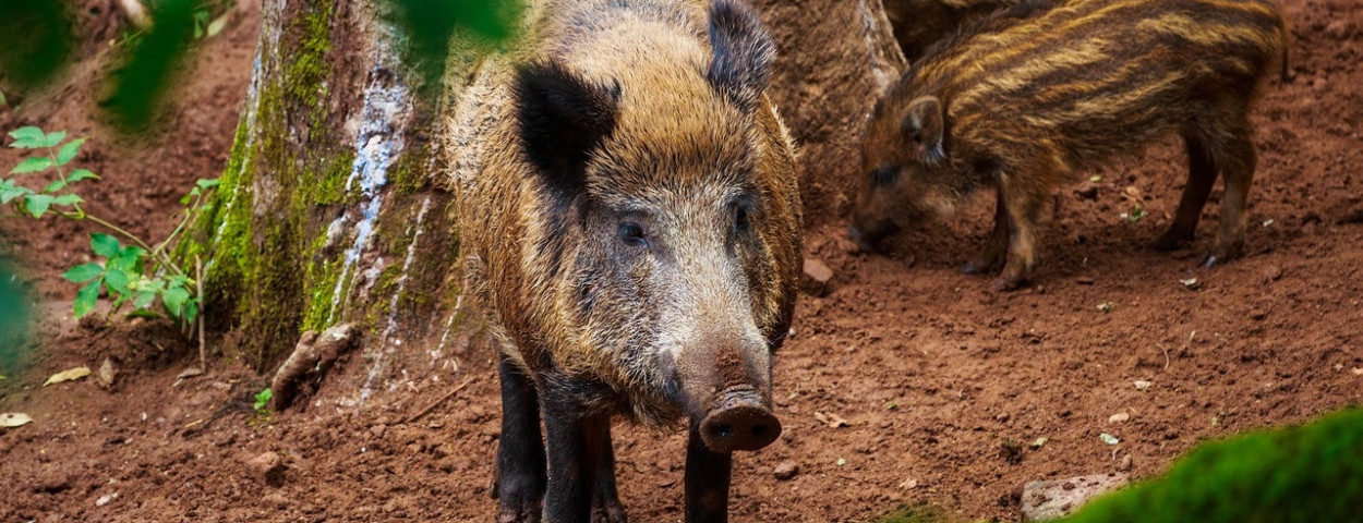 wildzwijnvarkeneverzwijnavpafrikaansevarkenspest