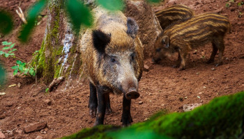 Fors minder gevallen van Afrikaanse varkenspest in EU