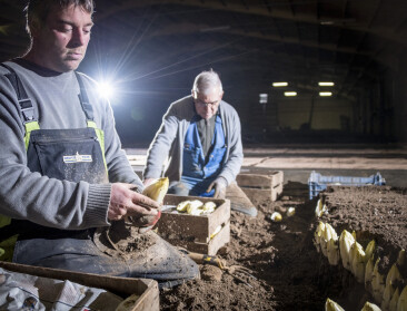 Praktijkpunt Herent traint nieuwe generatie witlooftelers